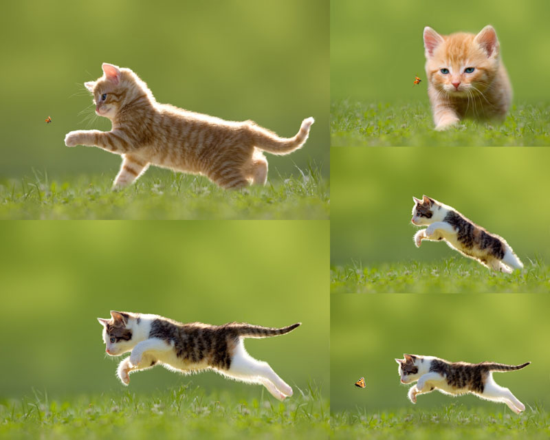 跳跃的猫咪摄影高清图片