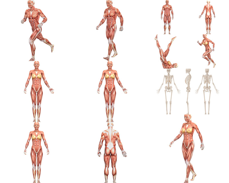 人体摄影人体肌肉骨头摄影人体拍摄跑步走路高清图片图片素材图库素材