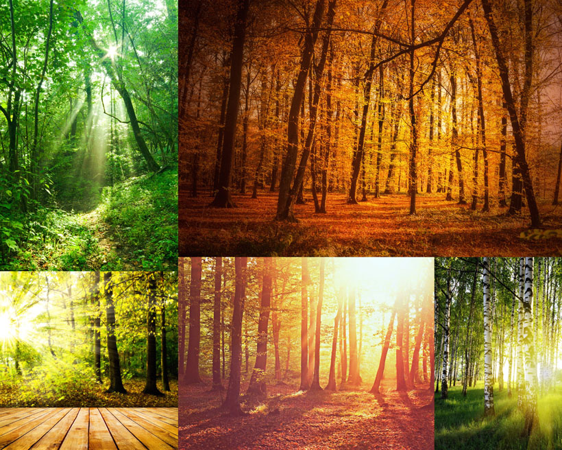 阳光下的森林树木高清图片