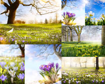 春天风景花朵摄影高清图片