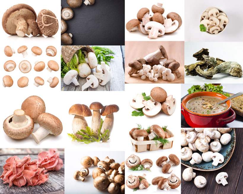 各种蘑菇摄影高清图片