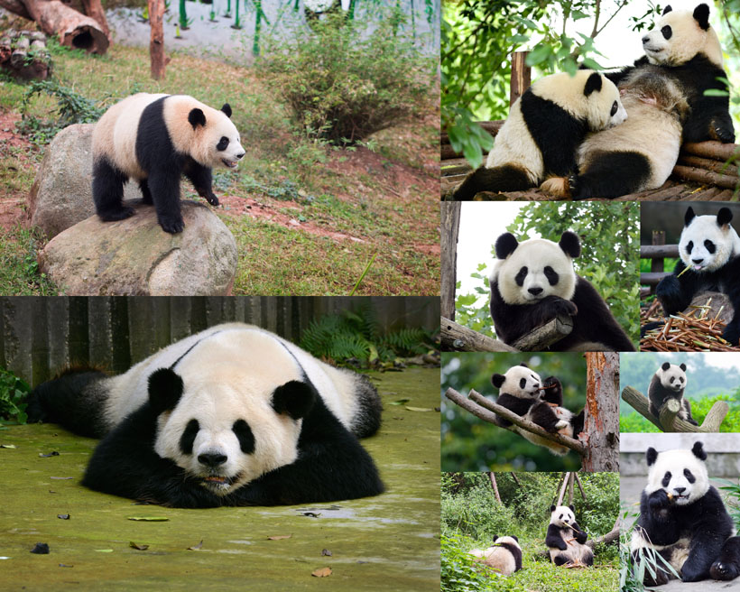 可爱熊猫动物摄影高清图片 爱图网设计图片素材下载
