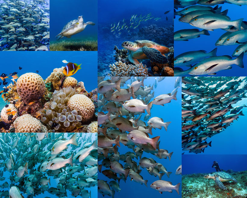 海底世界鱼类摄影高清图片