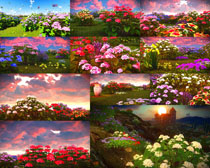 美丽的花丛摄影高清图片