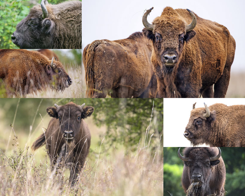 耗牛动物摄影高清图片