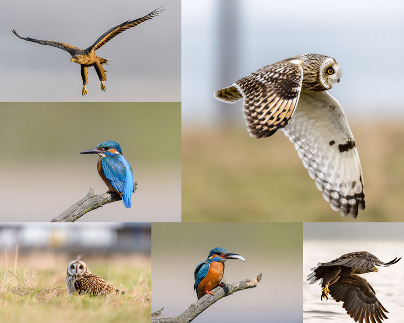 动物鸟类摄影高清图片