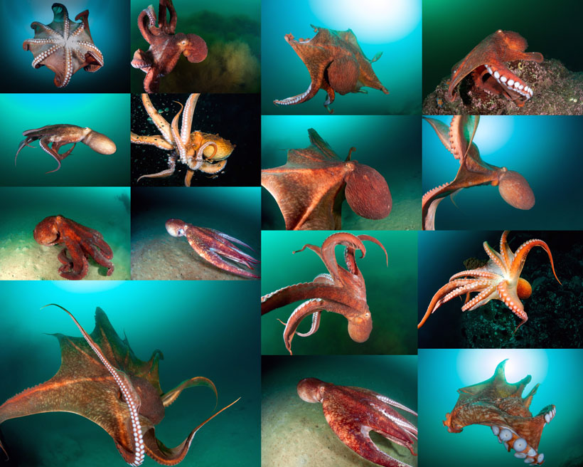 海洋八爪鱼摄影高清图片