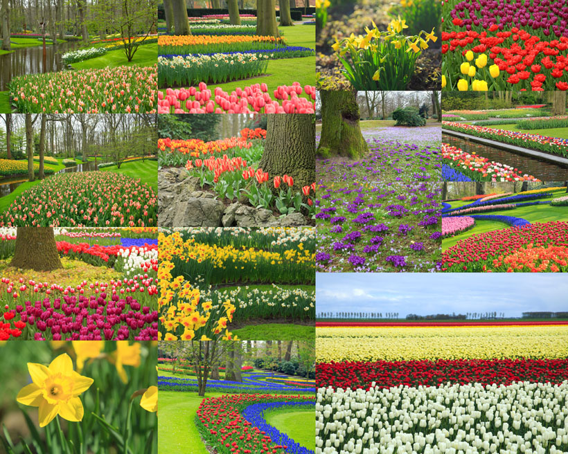 公园美丽花朵摄影高清图片