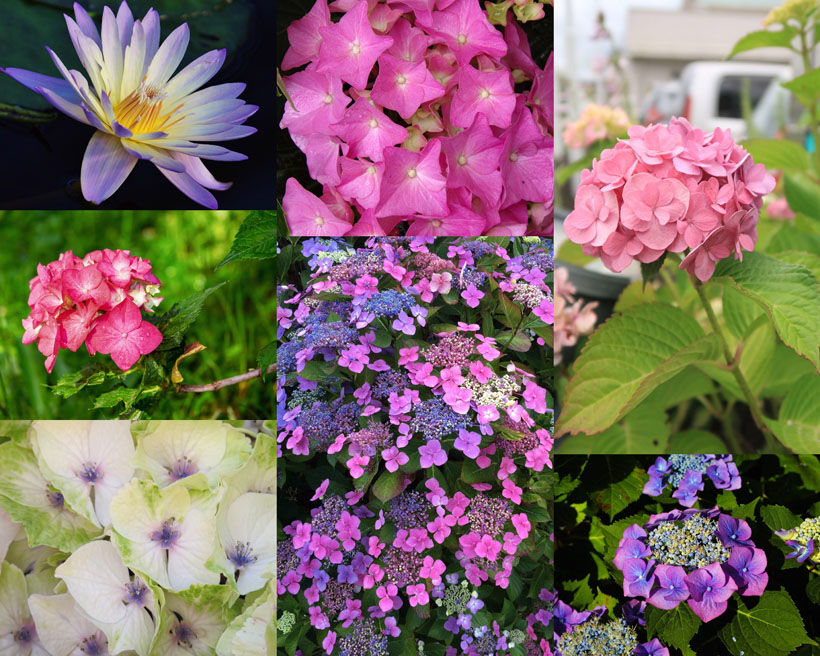 漂亮的色彩鲜花拍摄高清图片