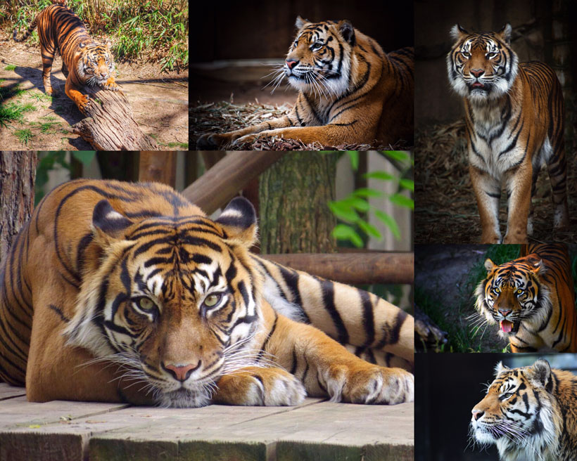 老虎动物写真拍摄高清图片