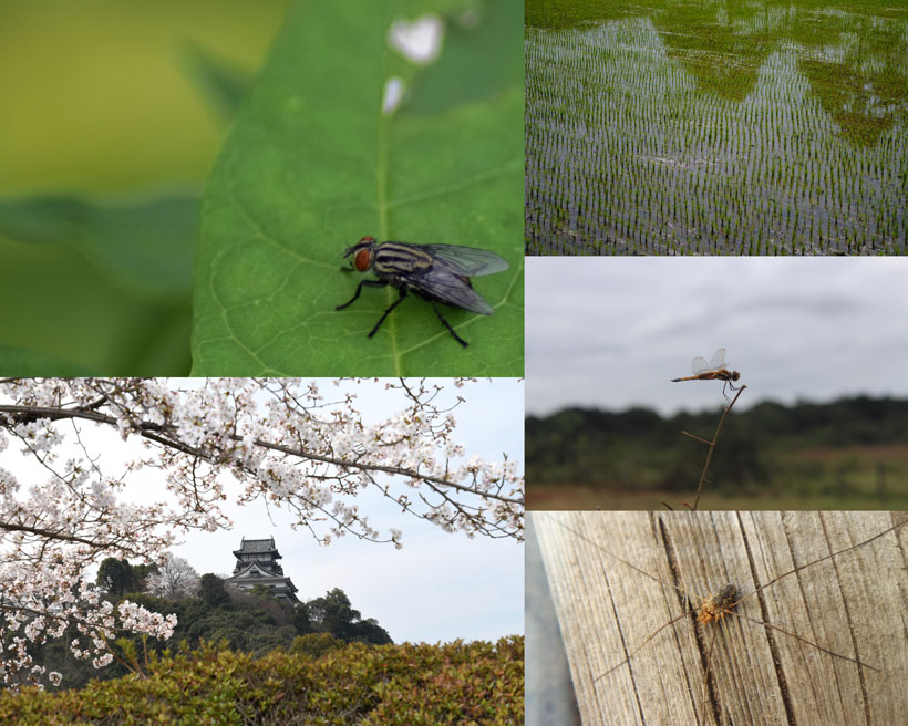 蜻蜓苍蝇蜘蛛动物风景摄影高清图片 第1页