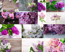 紫白色漂亮花朵摄影高清图片