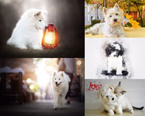 萨莫白色狗狗摄影高清图片