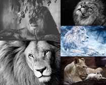 黑白动物狮子摄影高清图片