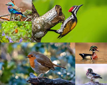 各种彩色鸟类摄影高清图片