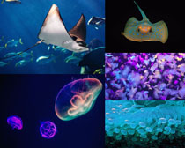 海底美丽水世界生物摄影高清图片
