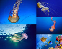 海底世界水母摄影高清图片