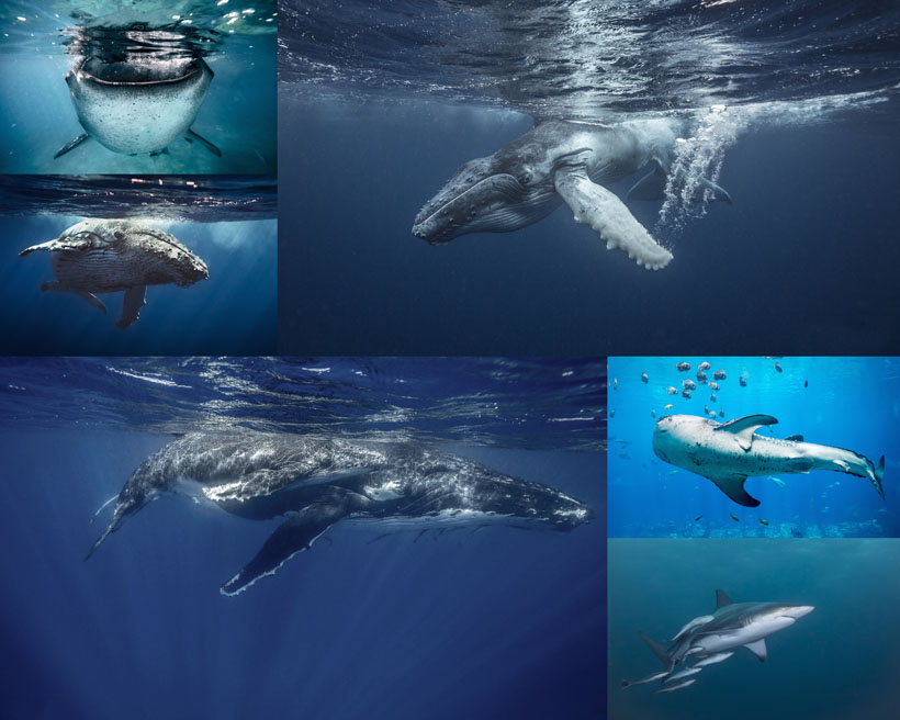 海底鲨鱼鲸海洋摄影高清图片 第1页