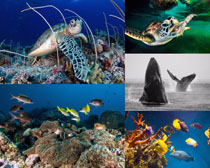 海底世界海龟色彩鱼生物拍摄高清图片