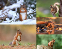 可爱的小松鼠动物写真拍摄高清图片