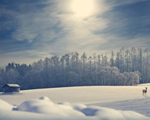 美丽的雪景摄影PSD素材