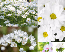 漂亮的春天花丛摄影高清图片
