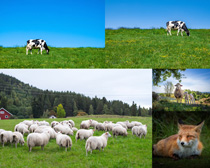 草地奶牛羊动物拍摄高清图片