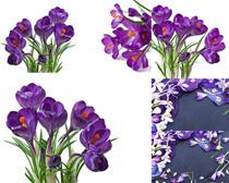 美丽紫色鲜花摄影高清图片