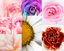 漂亮的色彩花朵摄影高清图片