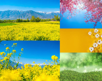 春天油菜花朵风景摄影高清图片