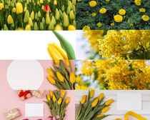 美丽的黄色花朵拍摄高清图片