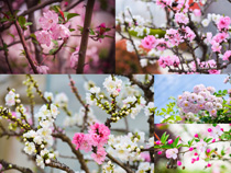 春天粉色桃花绽放写真拍摄高清图片