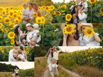 向日葵花朵与家庭人物摄影高清图片