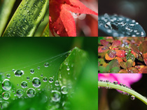 漂亮叶子雨水水滴摄影高清图片