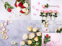 情人节漂亮的玫瑰花朵摄影高清图片