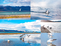 海邊風景藍天海鷗攝影高清圖片