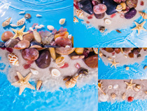 海螺贝壳形状摄影高清图片