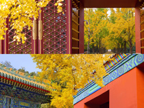 金秋银杏建筑中国风摄影高清图片