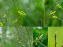 綠色新芽植物攝影高清圖片