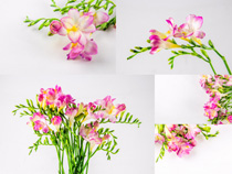 香雪兰花枝摄影高清图片