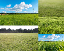 綠色植物草地攝影高清圖片