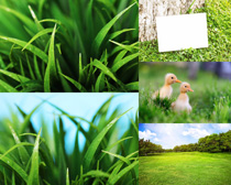 綠色草與植物攝影高清圖片