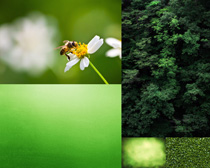 春天綠葉與蜜蜂攝影高清圖片