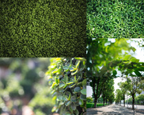 春天綠葉風景拍攝高清圖片