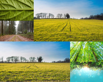 森林樹木與草地攝影高清圖片