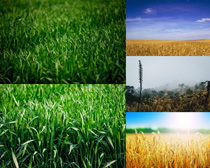 草地稻田風景植物攝影高清圖片
