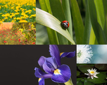 花朵绿叶昆虫拍摄高清图片
