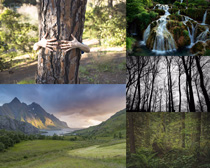 森林自然樹木風光拍攝高清圖片