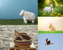 小羊小兔子鸟类动物拍摄高清图片
