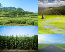 綠色種植農業攝影高清圖片